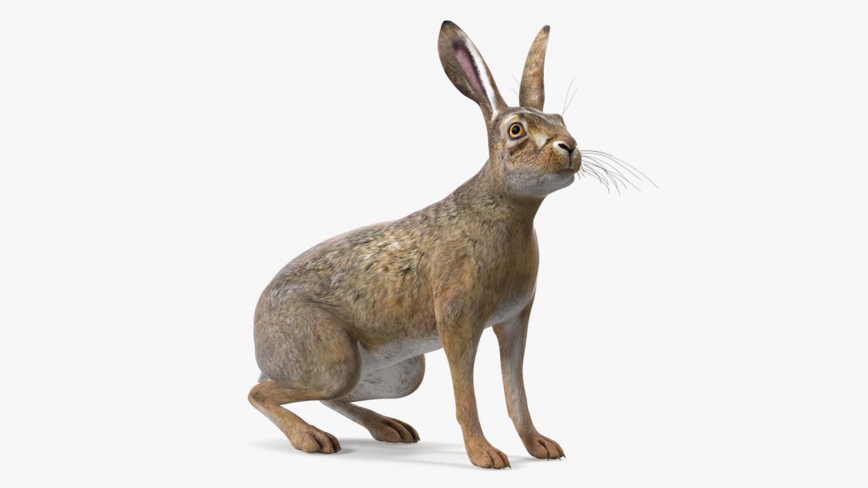 Sitting Lepus Americanus 3D model