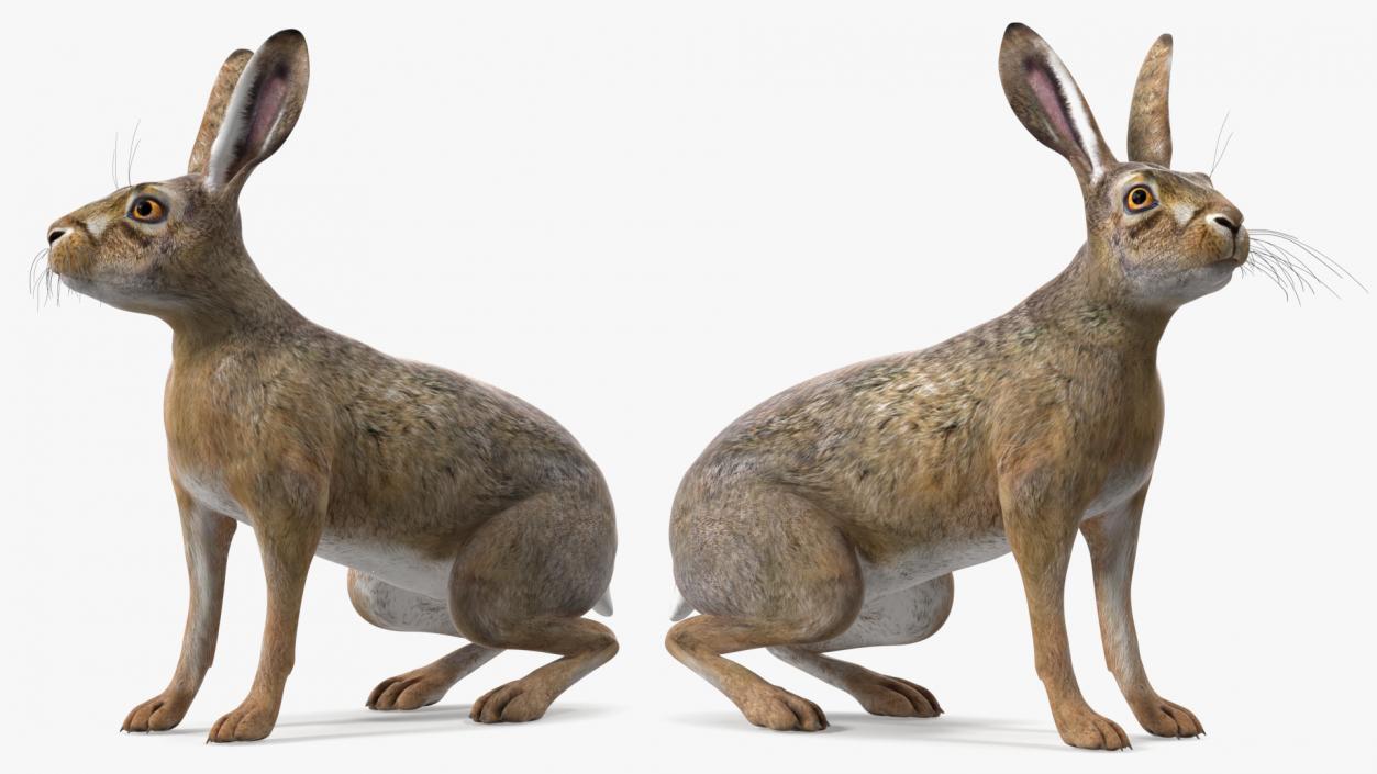 Sitting Lepus Americanus 3D model