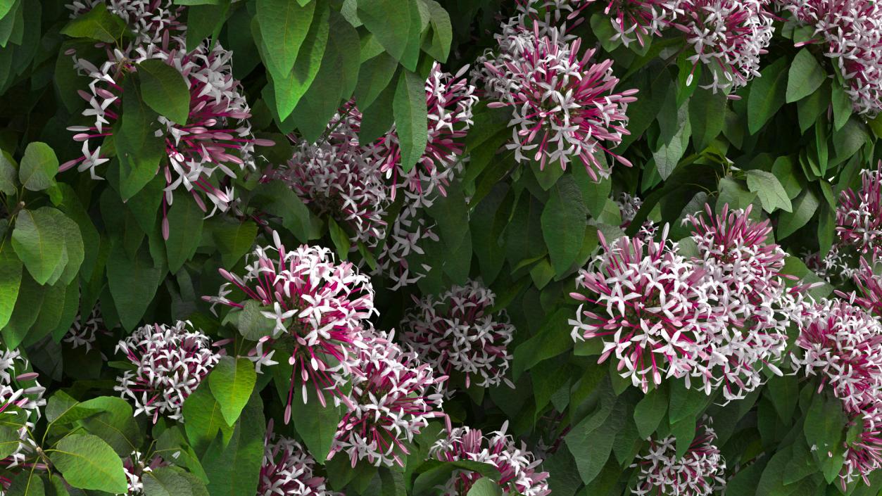 Starburst Bush Clerodendrum Quadriloculare 3D