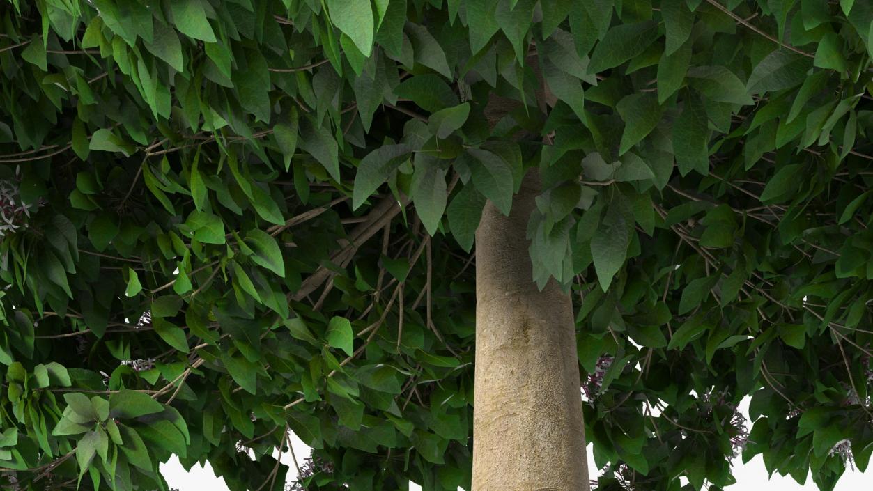 Starburst Bush Clerodendrum Quadriloculare 3D