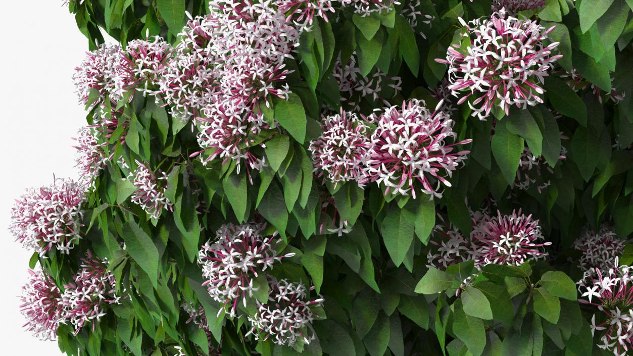 Starburst Bush Clerodendrum Quadriloculare 3D