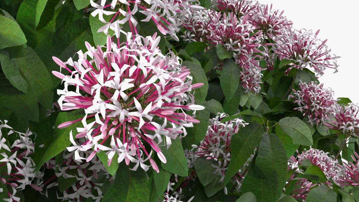 Starburst Bush Clerodendrum Quadriloculare 3D