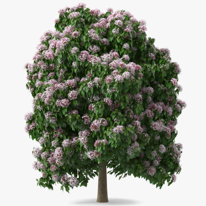 Starburst Bush Clerodendrum Quadriloculare 3D