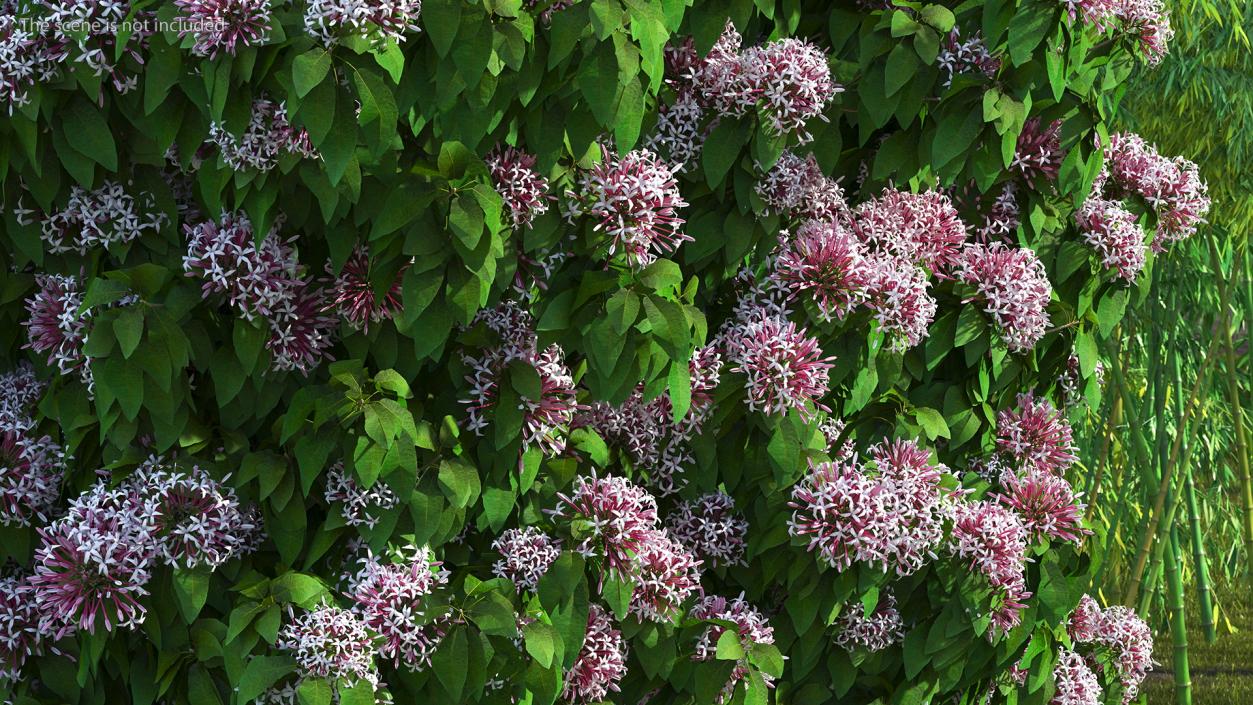 Starburst Bush Clerodendrum Quadriloculare 3D