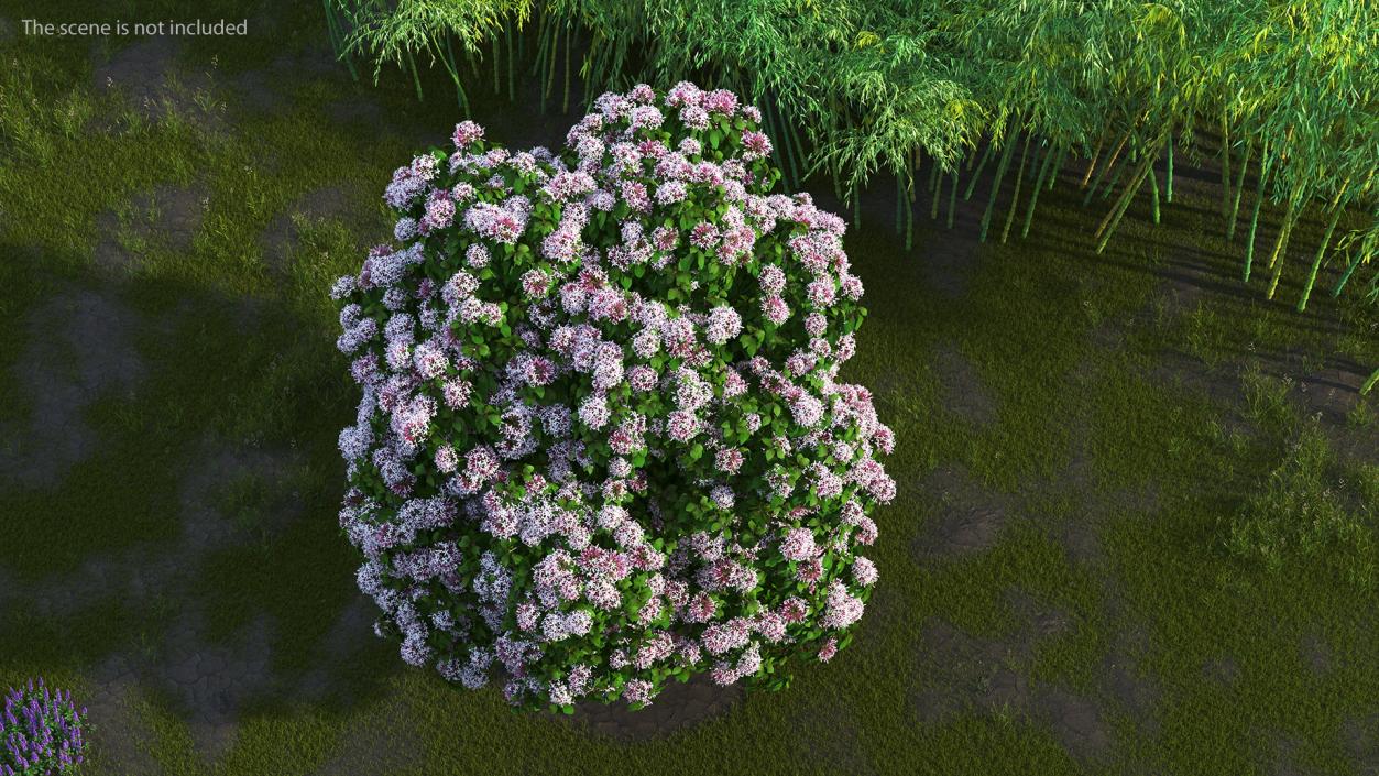 Starburst Bush Clerodendrum Quadriloculare 3D