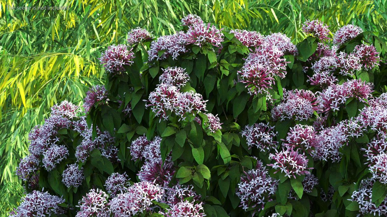 Starburst Bush Clerodendrum Quadriloculare 3D