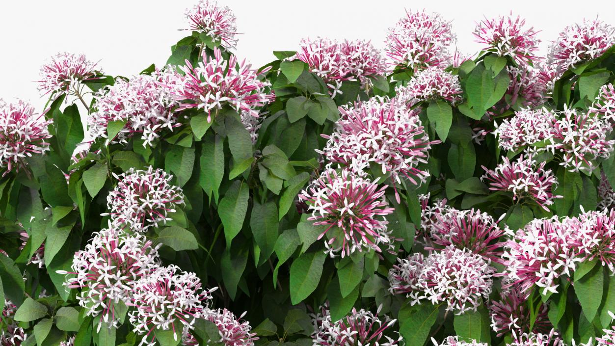 Starburst Bush Clerodendrum Quadriloculare 3D