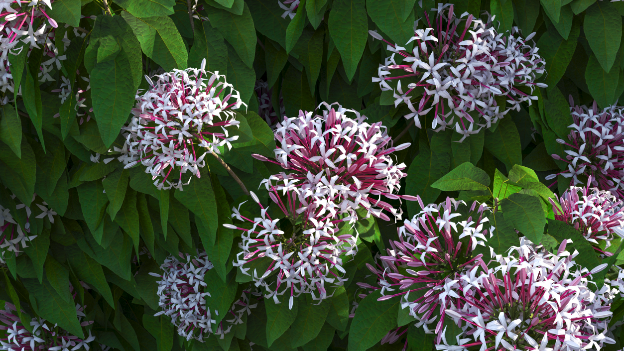 Starburst Bush Clerodendrum Quadriloculare 3D