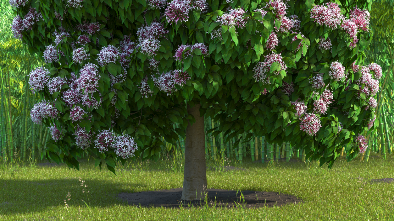 Starburst Bush Clerodendrum Quadriloculare 3D