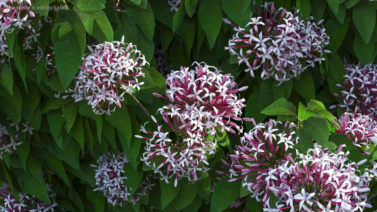 Starburst Bush Clerodendrum Quadriloculare 3D