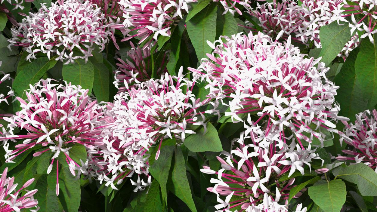 Starburst Bush Clerodendrum Quadriloculare 3D