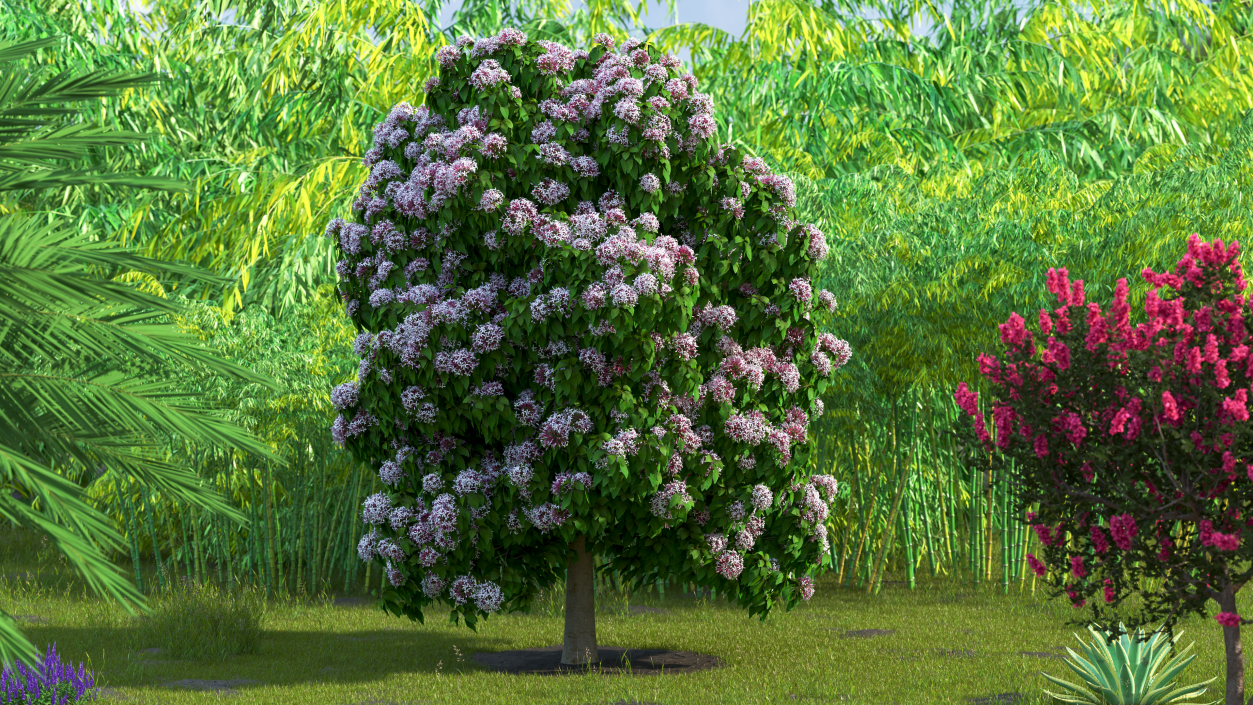 Starburst Bush Clerodendrum Quadriloculare 3D