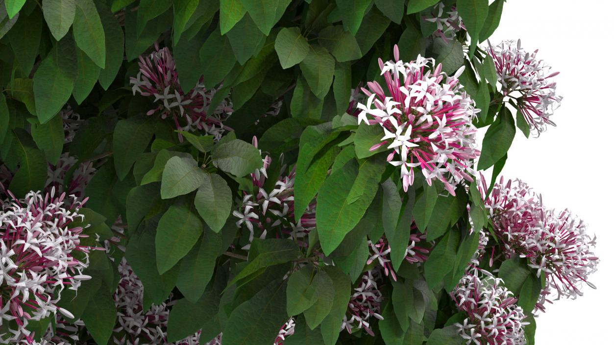 Starburst Bush Clerodendrum Quadriloculare 3D