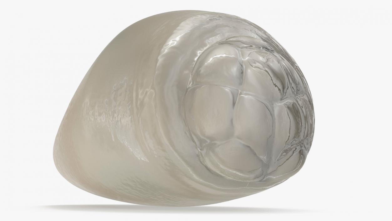 3D model Human Head Louse Egg