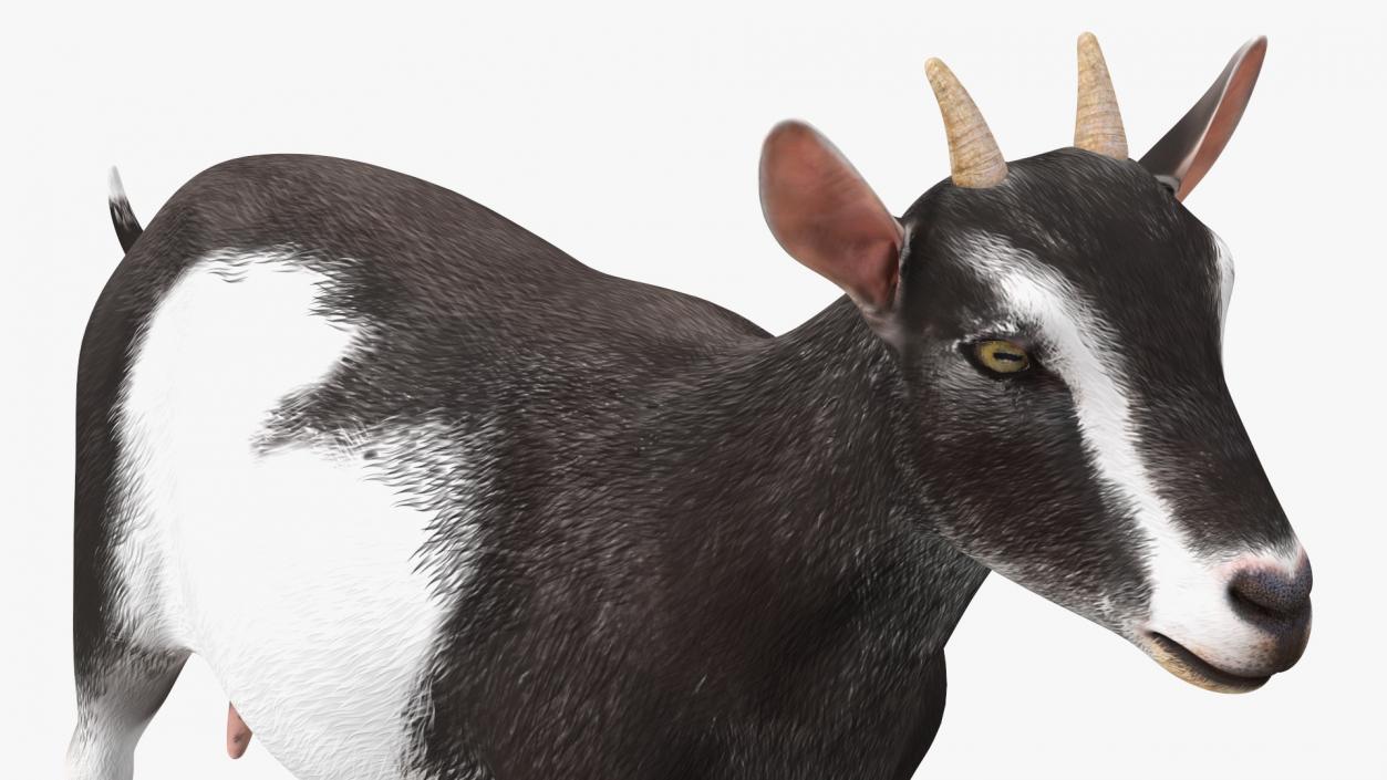 3D model Domestic Goat Rigged