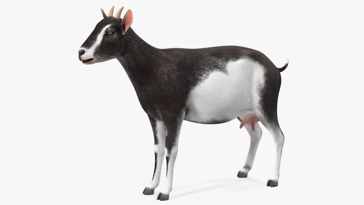 3D model Domestic Goat Rigged