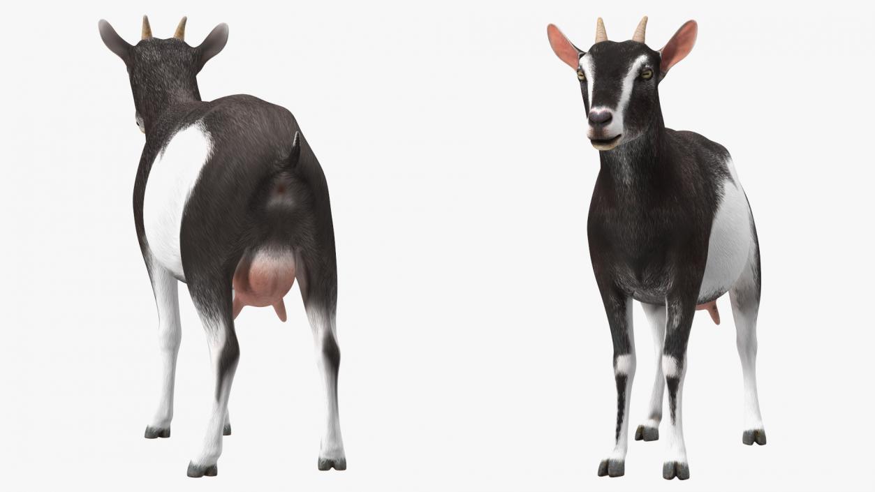 3D model Domestic Goat Rigged