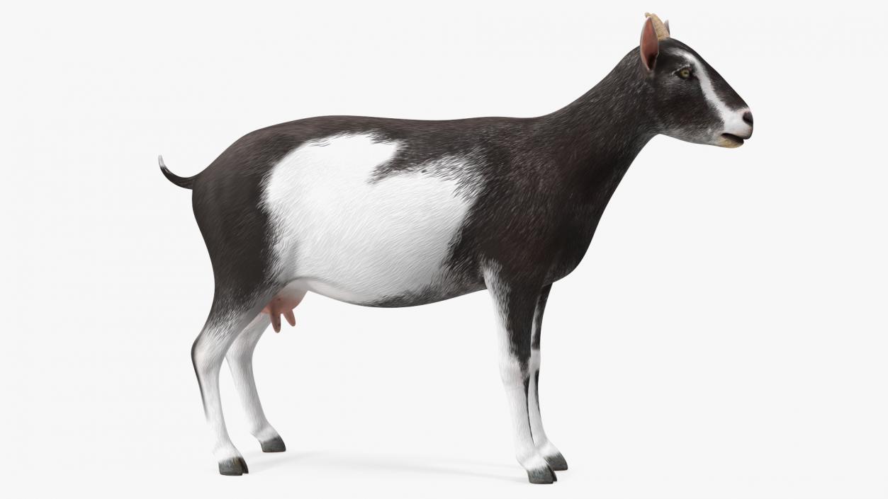 3D model Domestic Goat Rigged