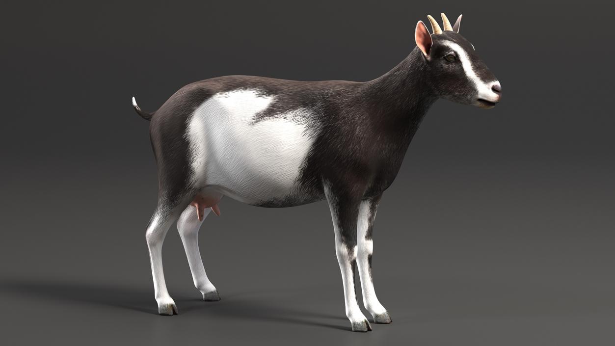 3D model Domestic Goat Rigged