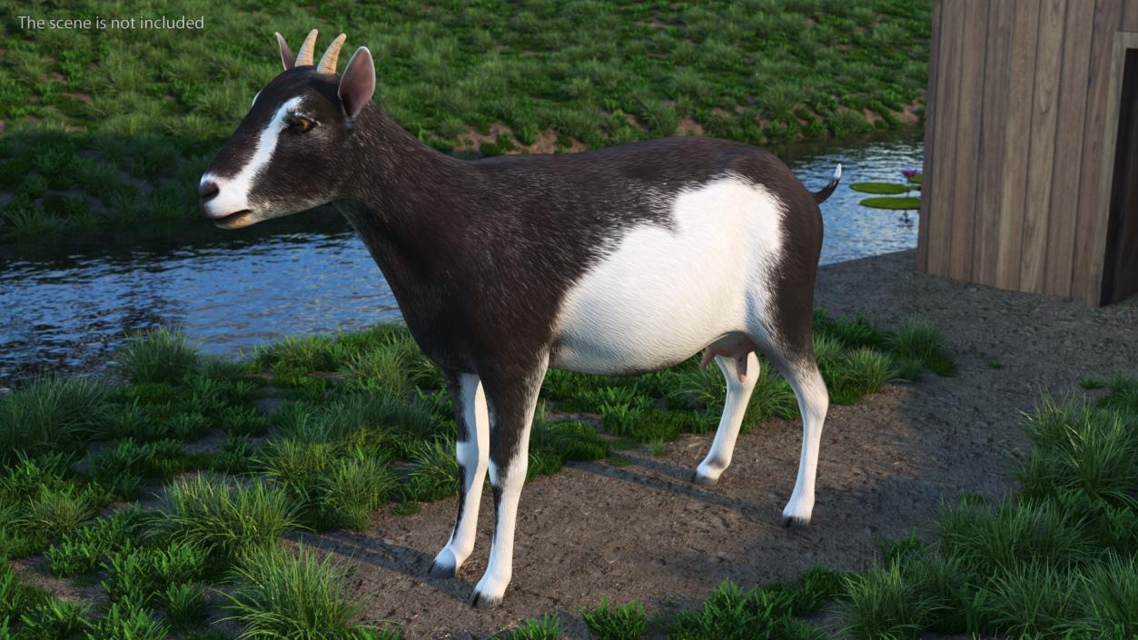 3D model Domestic Goat Rigged