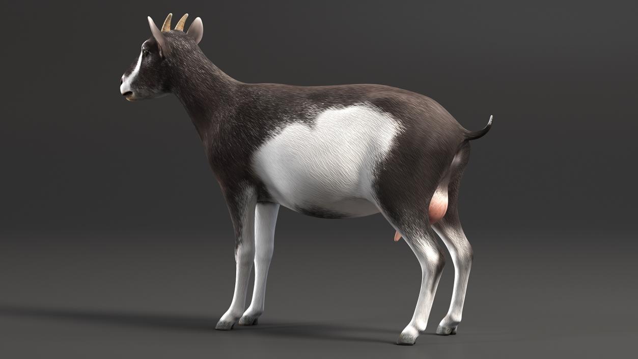 3D model Domestic Goat Rigged