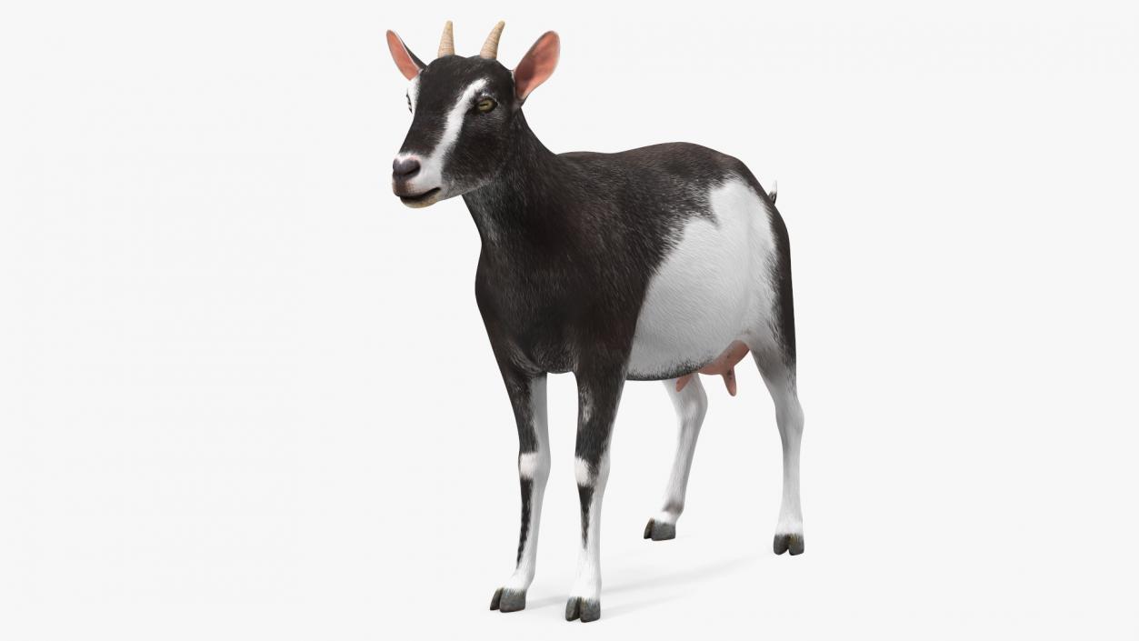 3D model Domestic Goat Rigged