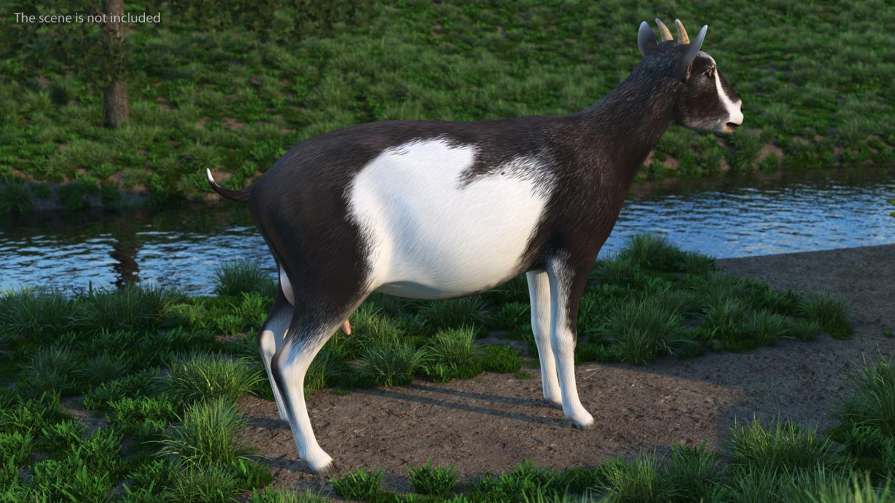 3D model Domestic Goat Rigged