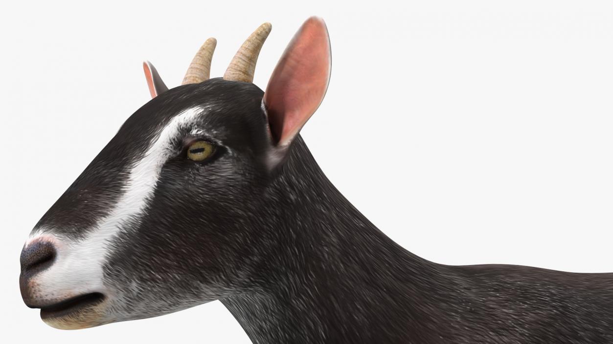 3D model Domestic Goat Rigged