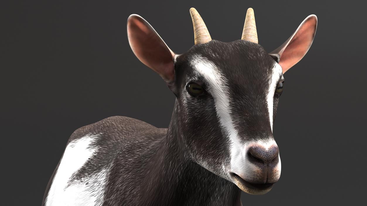 3D model Domestic Goat Rigged