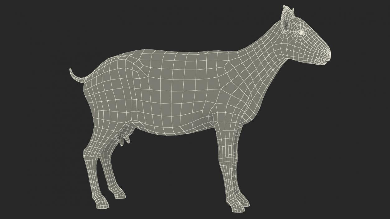 3D model Domestic Goat Rigged