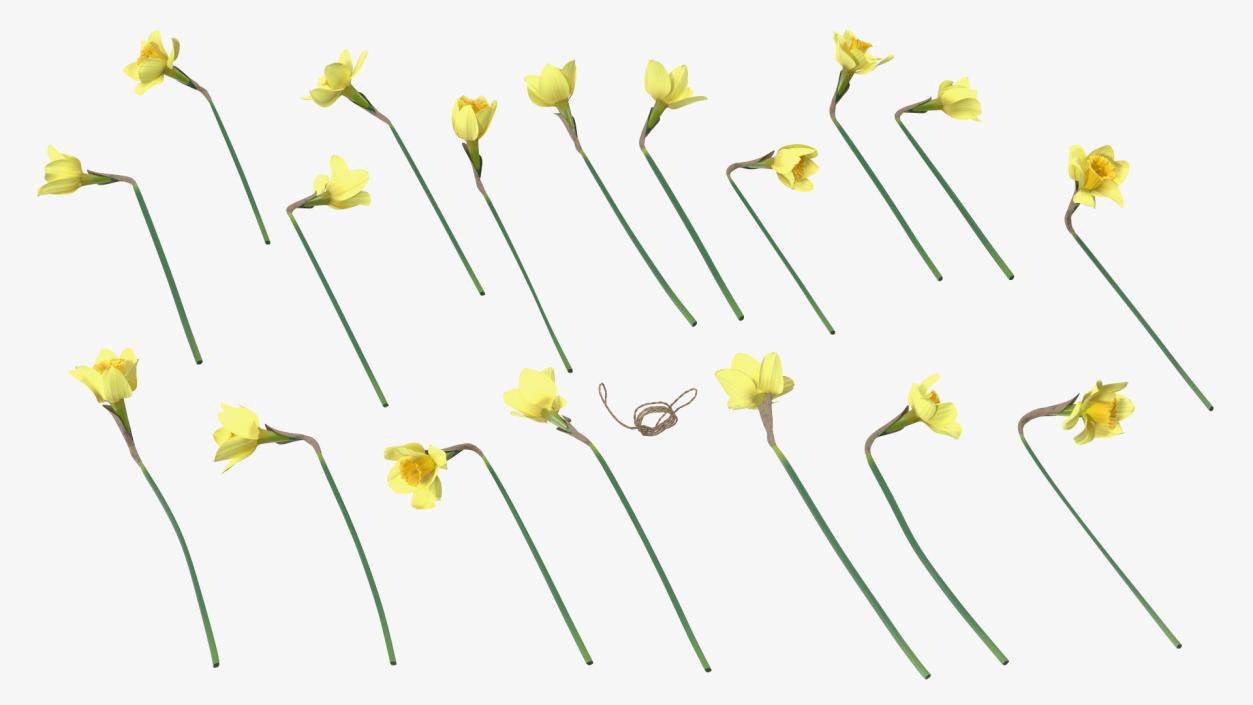 Daffodils Bouquet 3D