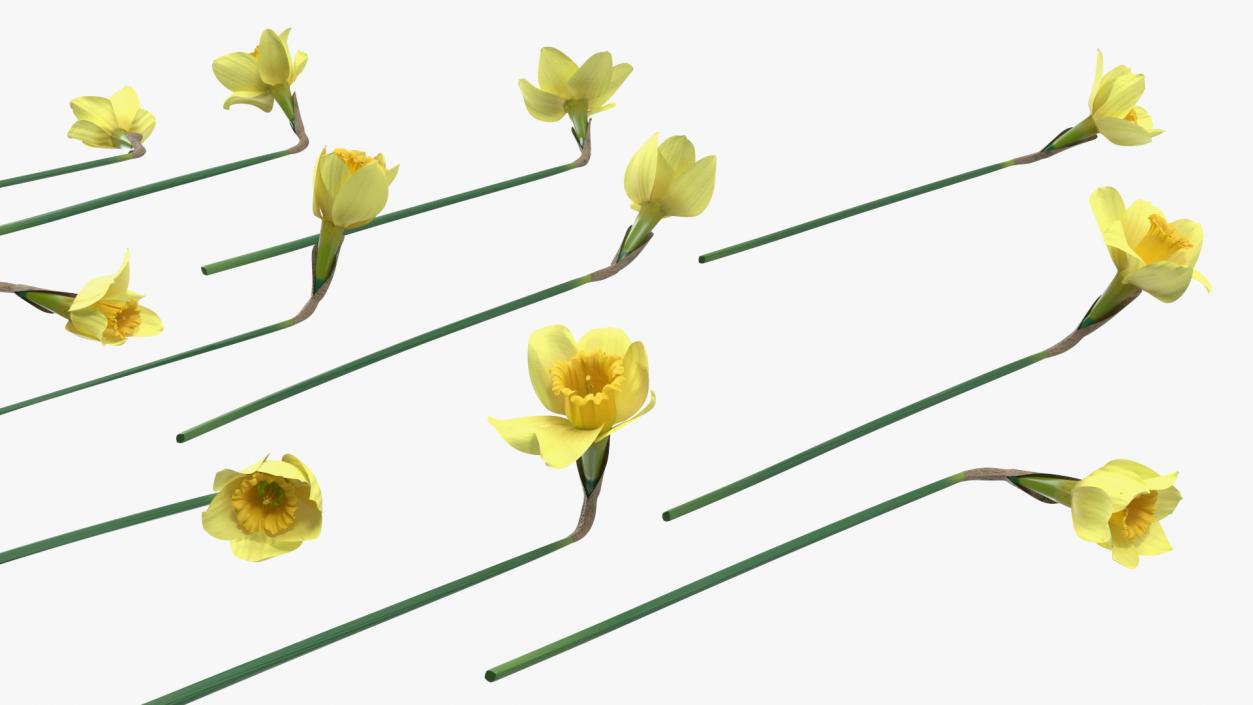 Daffodils Bouquet 3D