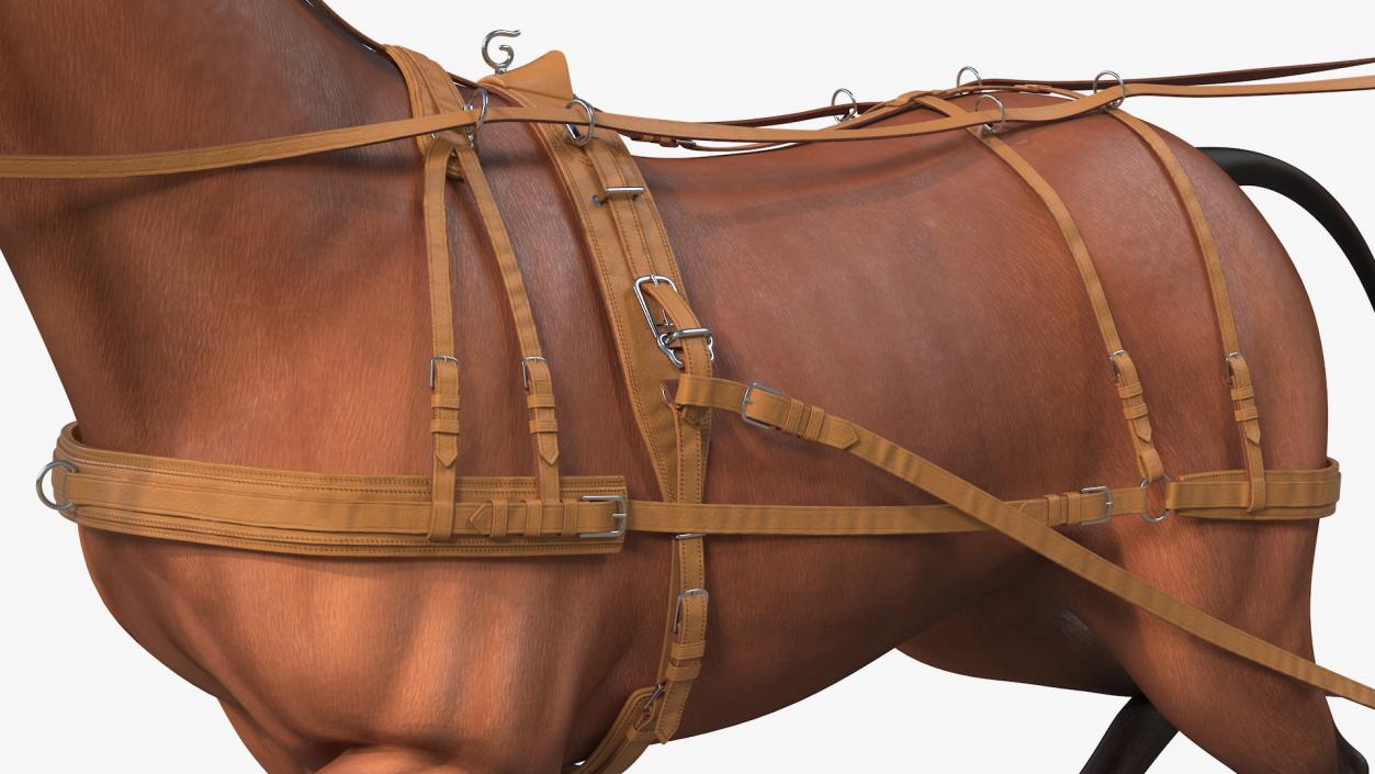 3D model Horse Drawn Leather Harness Walking Pose