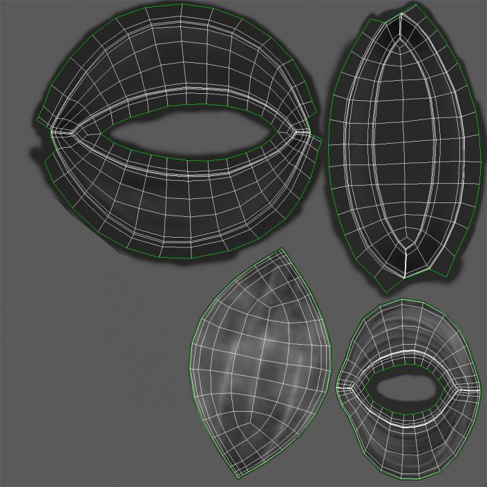 3D Red Onion Cross Section model