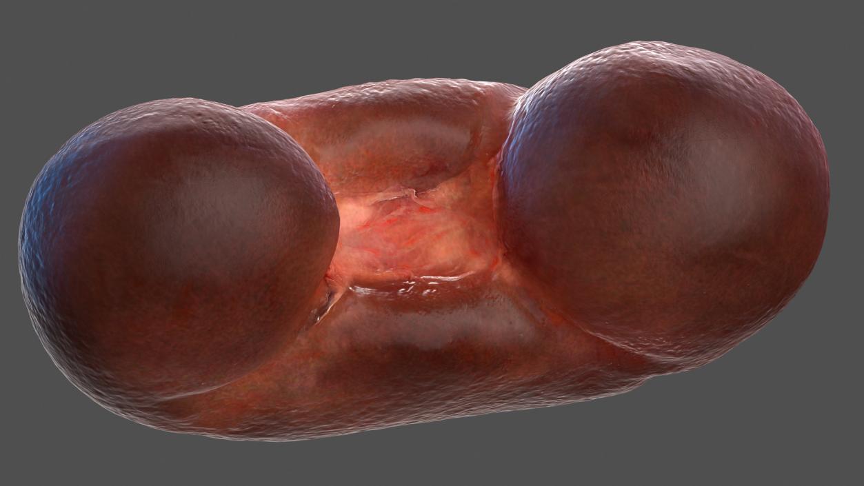 Human Kidney 3D