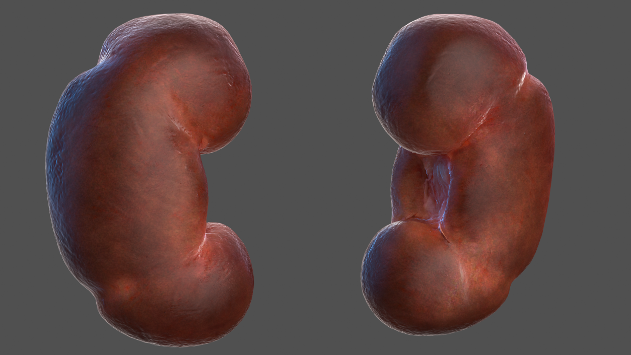 Human Kidney 3D