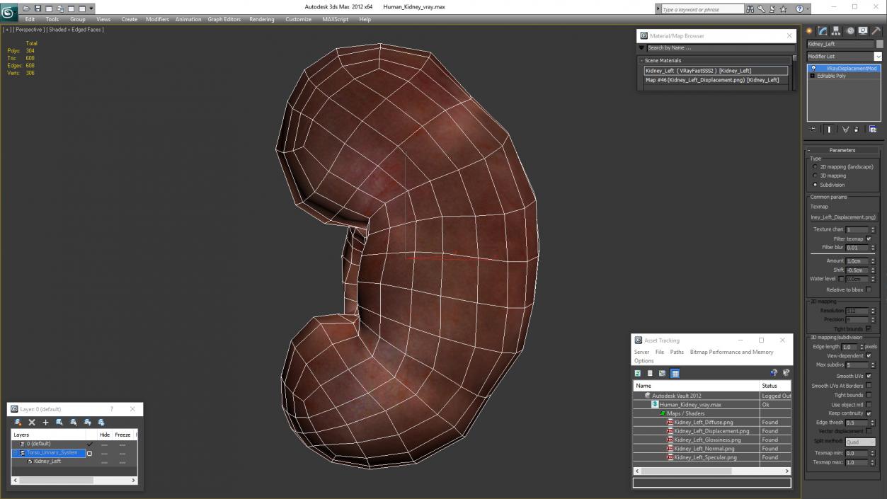 Human Kidney 3D