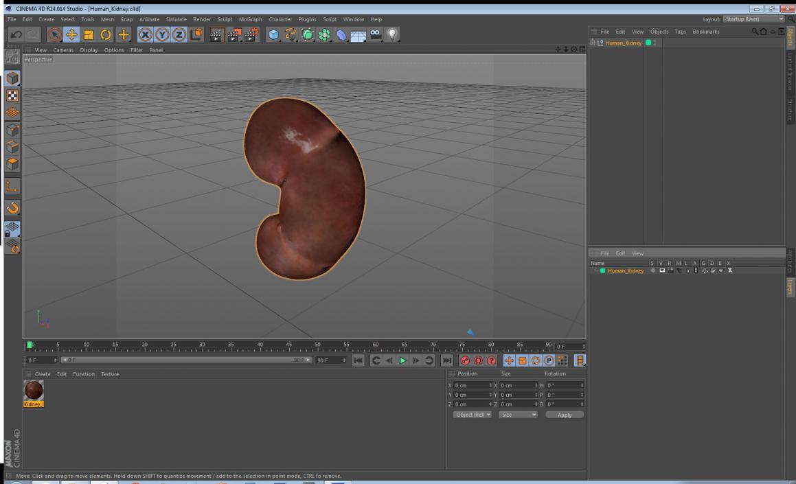 Human Kidney 3D