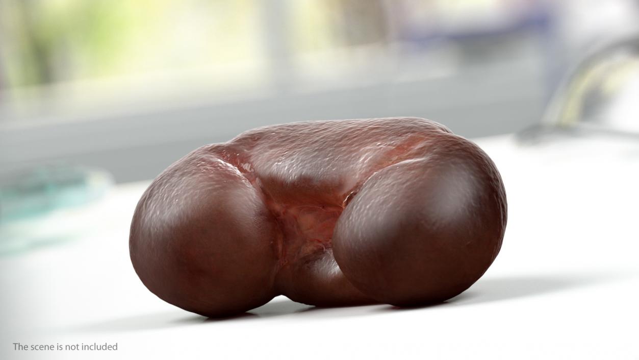 Human Kidney 3D