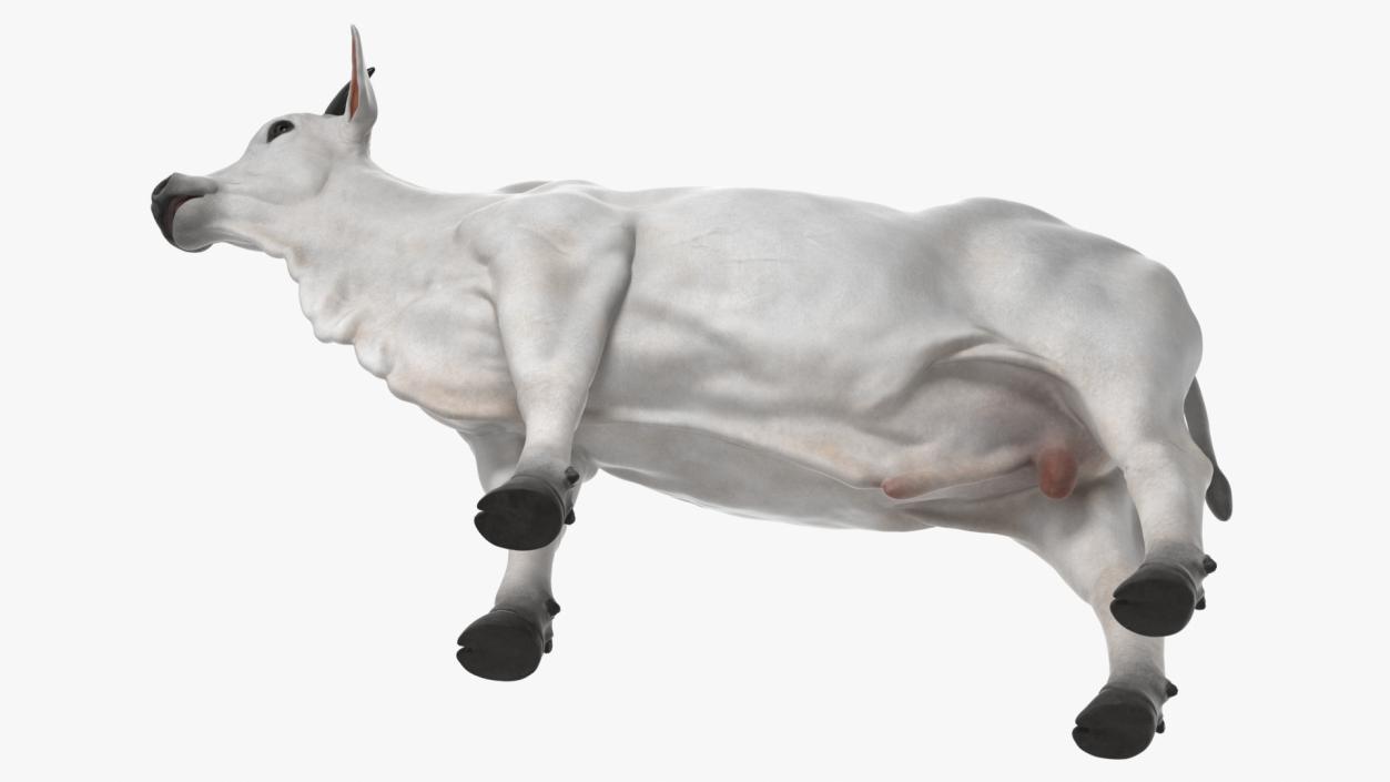 3D model Ongole Cattle Male Rigged