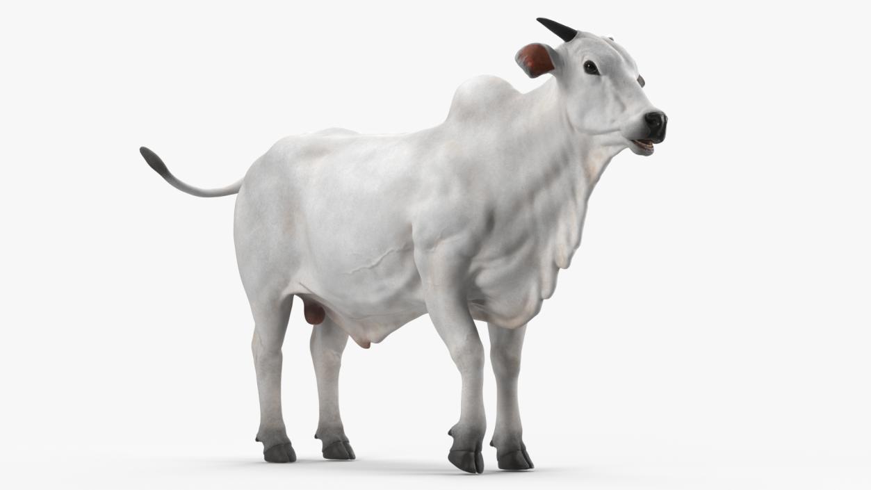 3D model Ongole Cattle Male Rigged