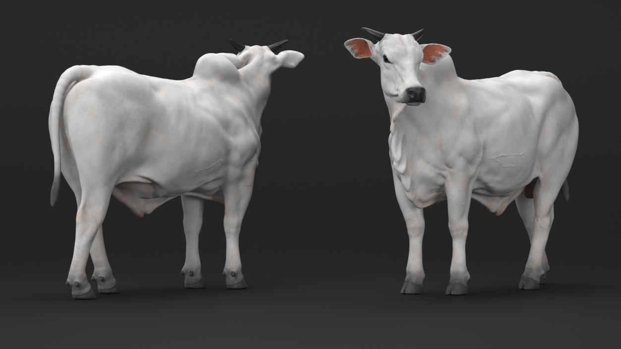 3D model Ongole Cattle Male Rigged