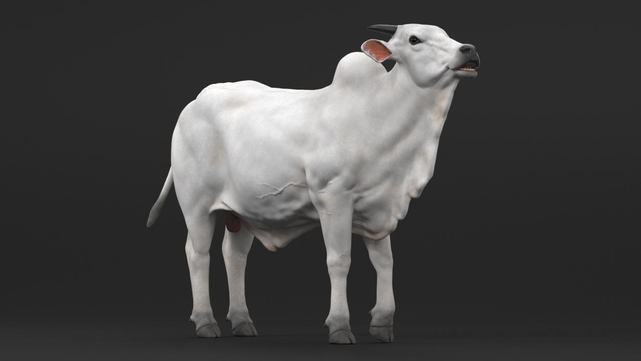 3D model Ongole Cattle Male Rigged