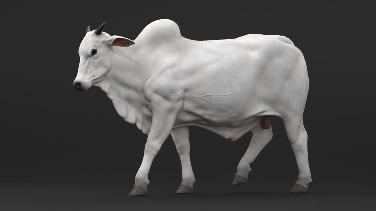 3D model Ongole Cattle Male Rigged