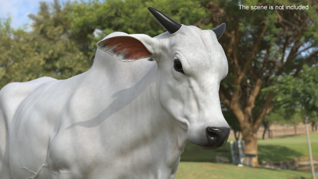 3D model Ongole Cattle Male Rigged