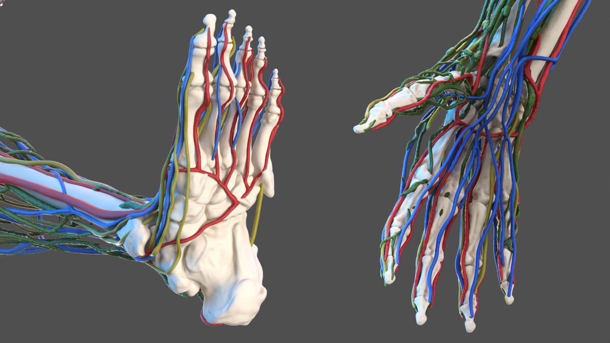 3D Male Skeleton Cardiovascular Lymphaticand Nervous Systems and Skin