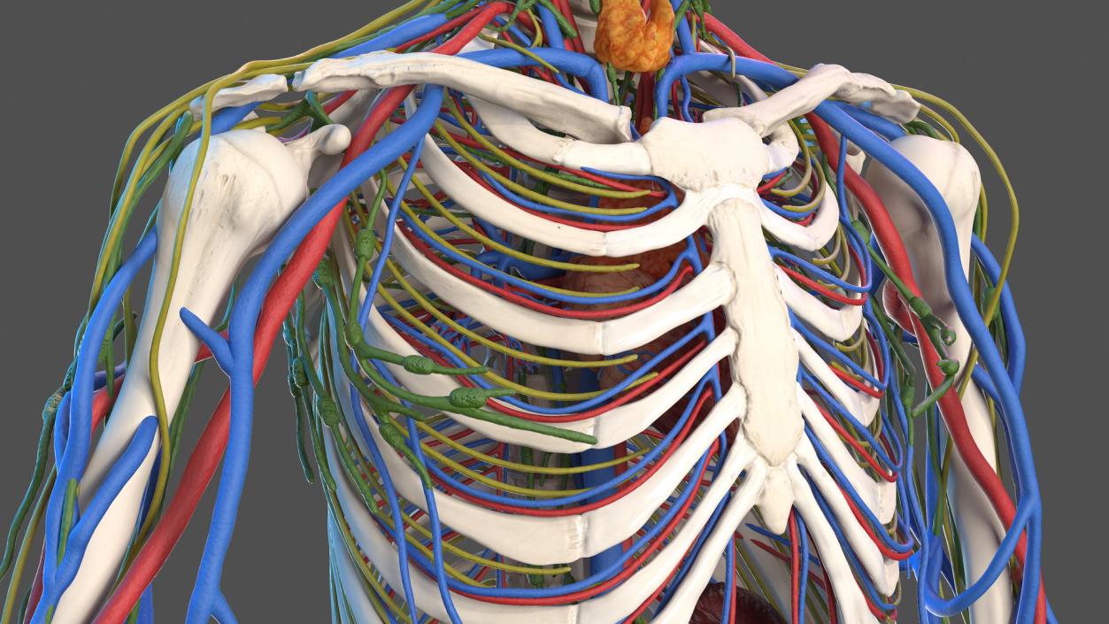 3D Male Skeleton Cardiovascular Lymphaticand Nervous Systems and Skin