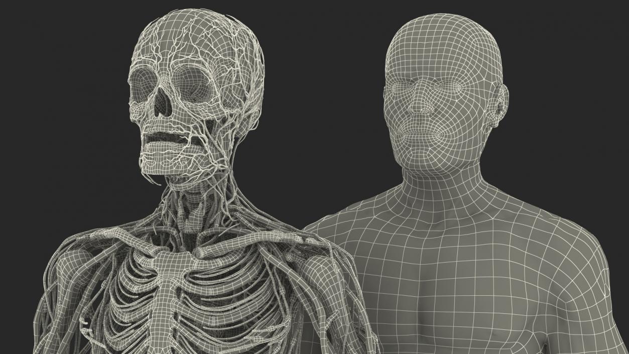 3D Male Skeleton Cardiovascular Lymphaticand Nervous Systems and Skin