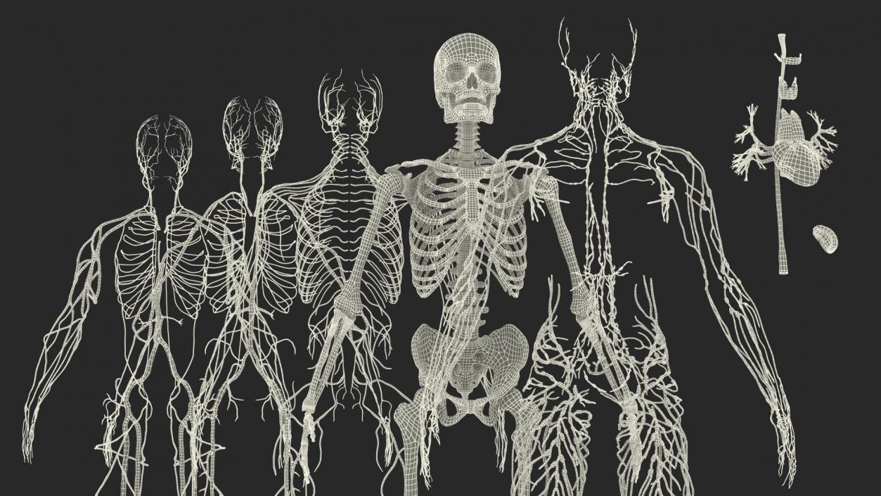 3D Male Skeleton Cardiovascular Lymphaticand Nervous Systems and Skin