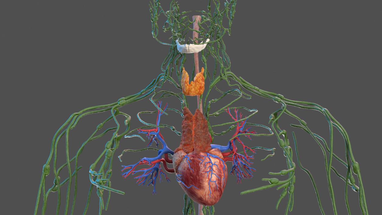 3D Male Skeleton Cardiovascular Lymphaticand Nervous Systems and Skin